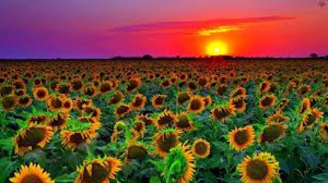 sunflower.field